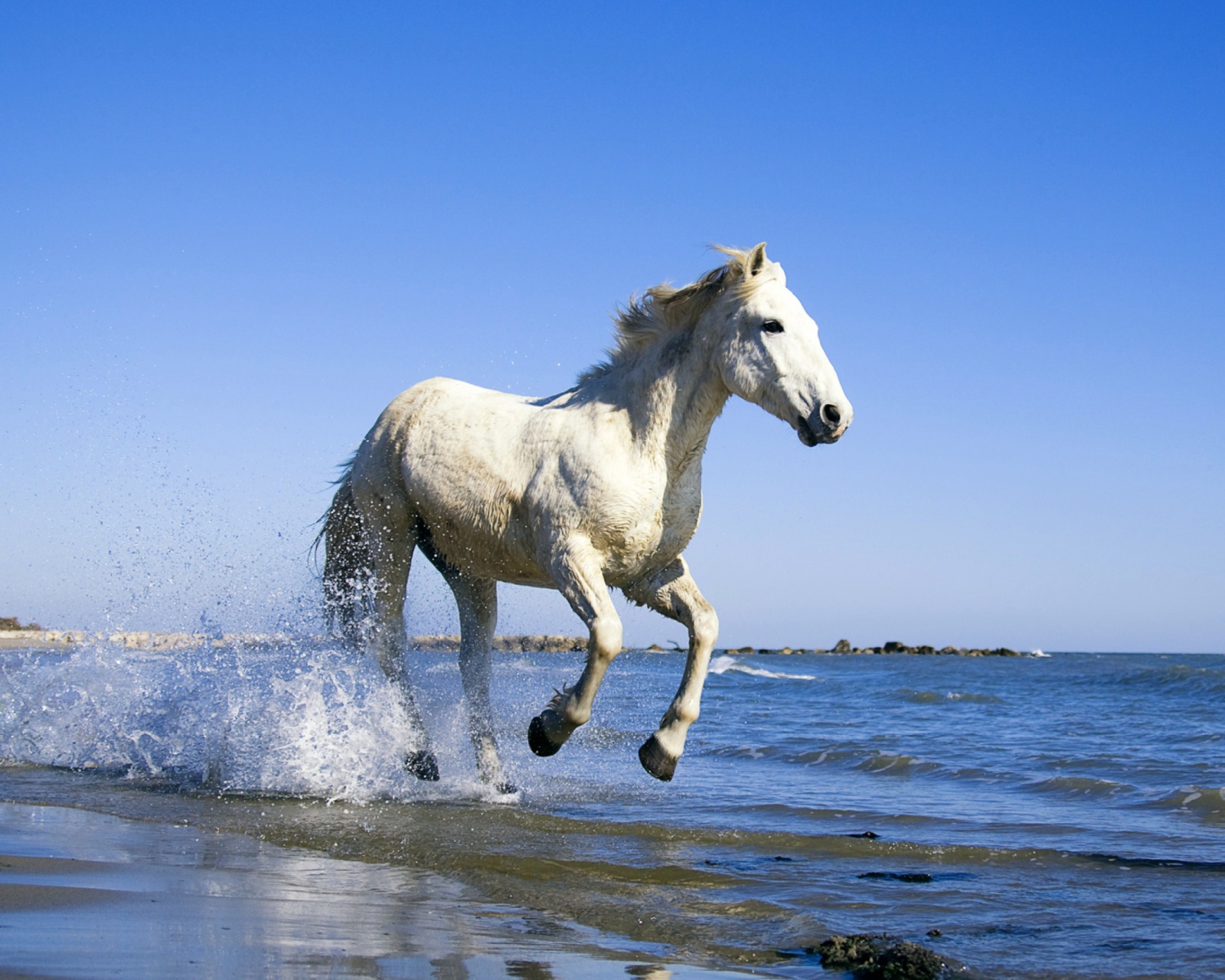 Fondo de pantalla White Horse 1600x1280