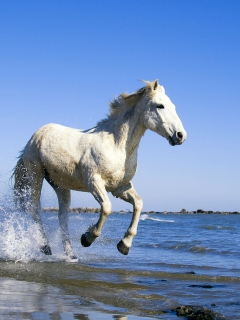 Screenshot №1 pro téma White Horse 240x320