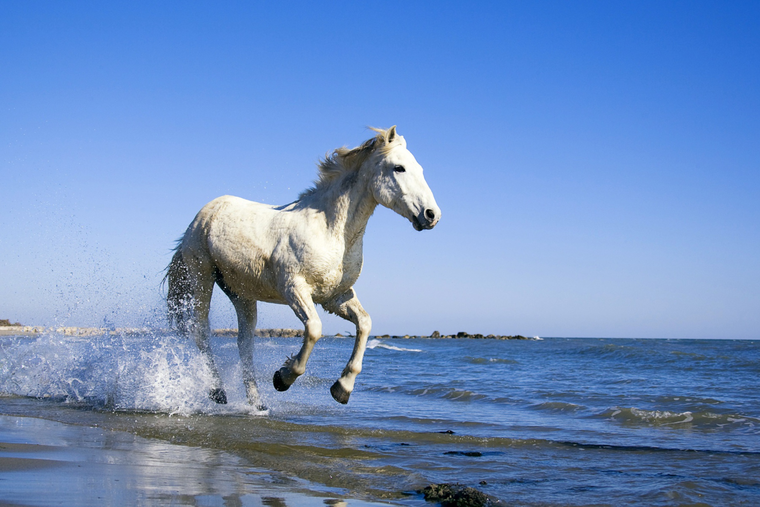 Обои на рабочий лошадь. Красивые лошади. Белая лошадь. Красивая белая лошадь. Лошади фото красивые.