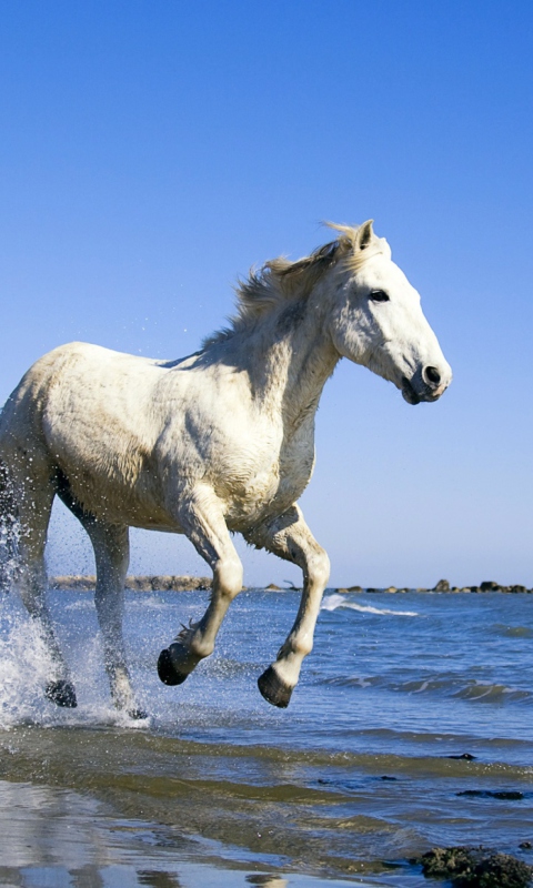 Sfondi White Horse 480x800