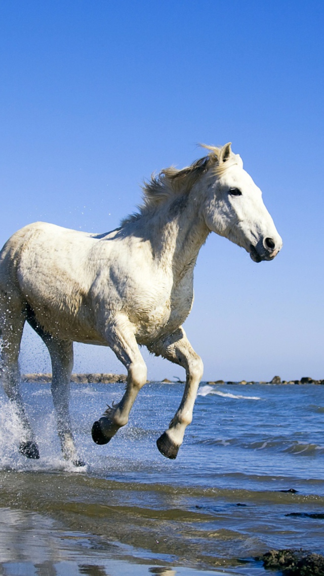 White Horse wallpaper 640x1136