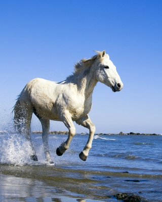 White Horse - Obrázkek zdarma pro iPhone 5S