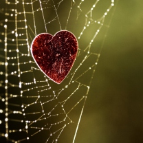 Heart And Spider Web screenshot #1 208x208
