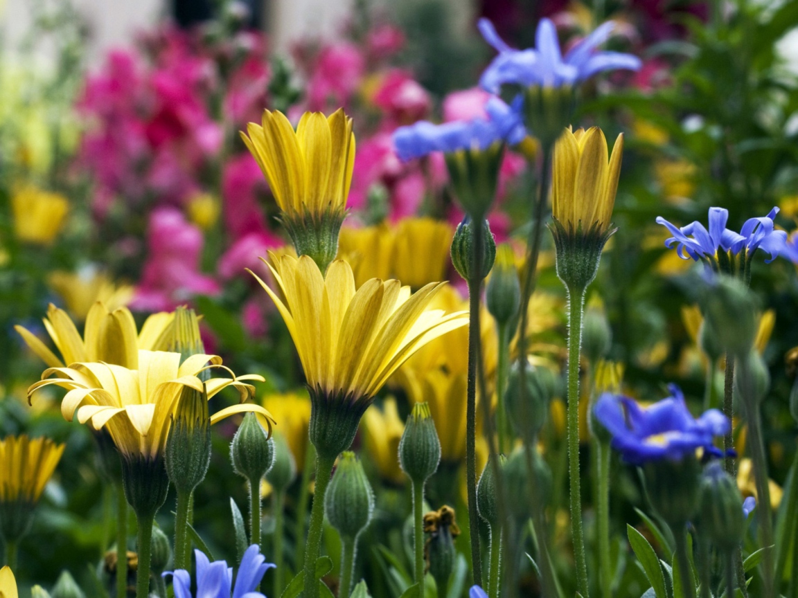 Vail Flowers screenshot #1 1152x864