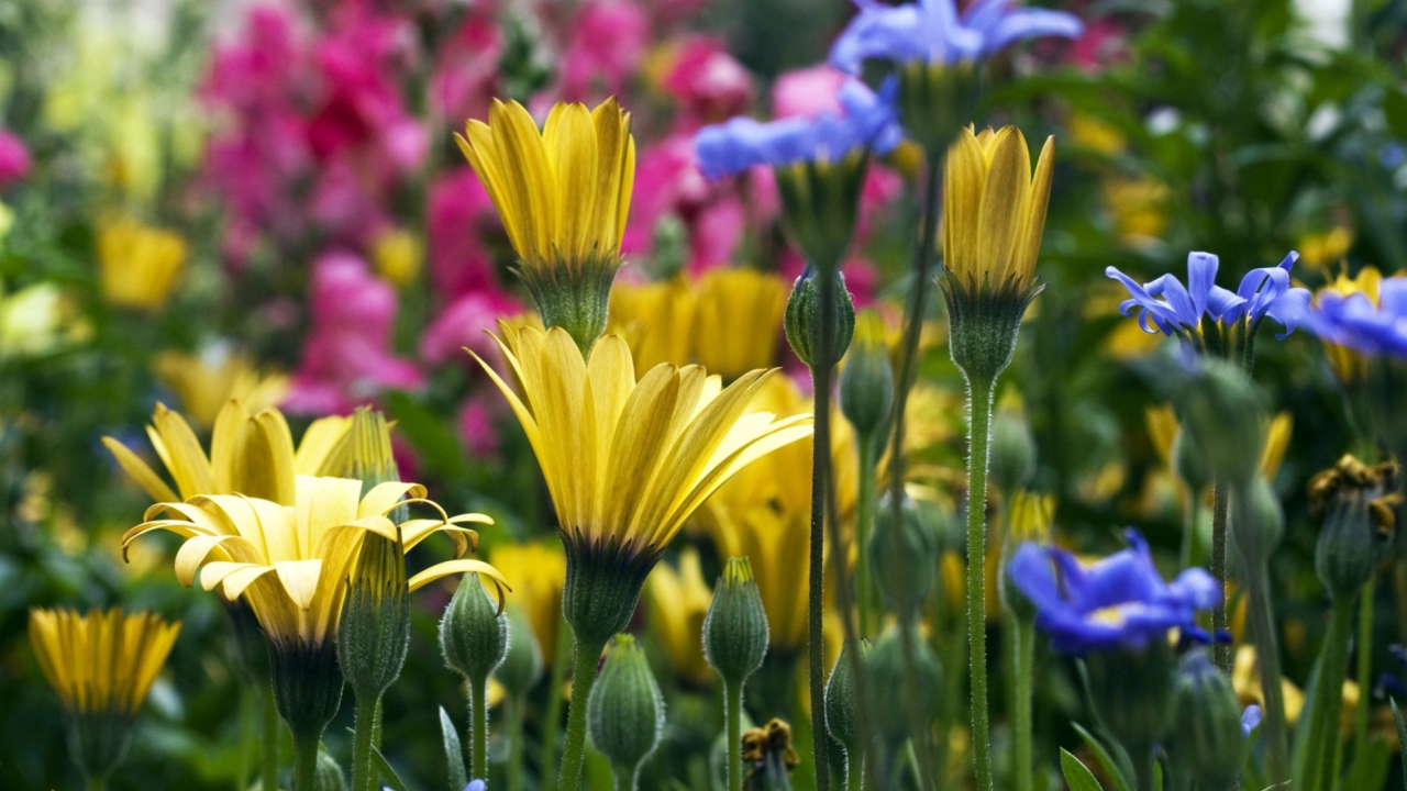 Обои Vail Flowers 1280x720