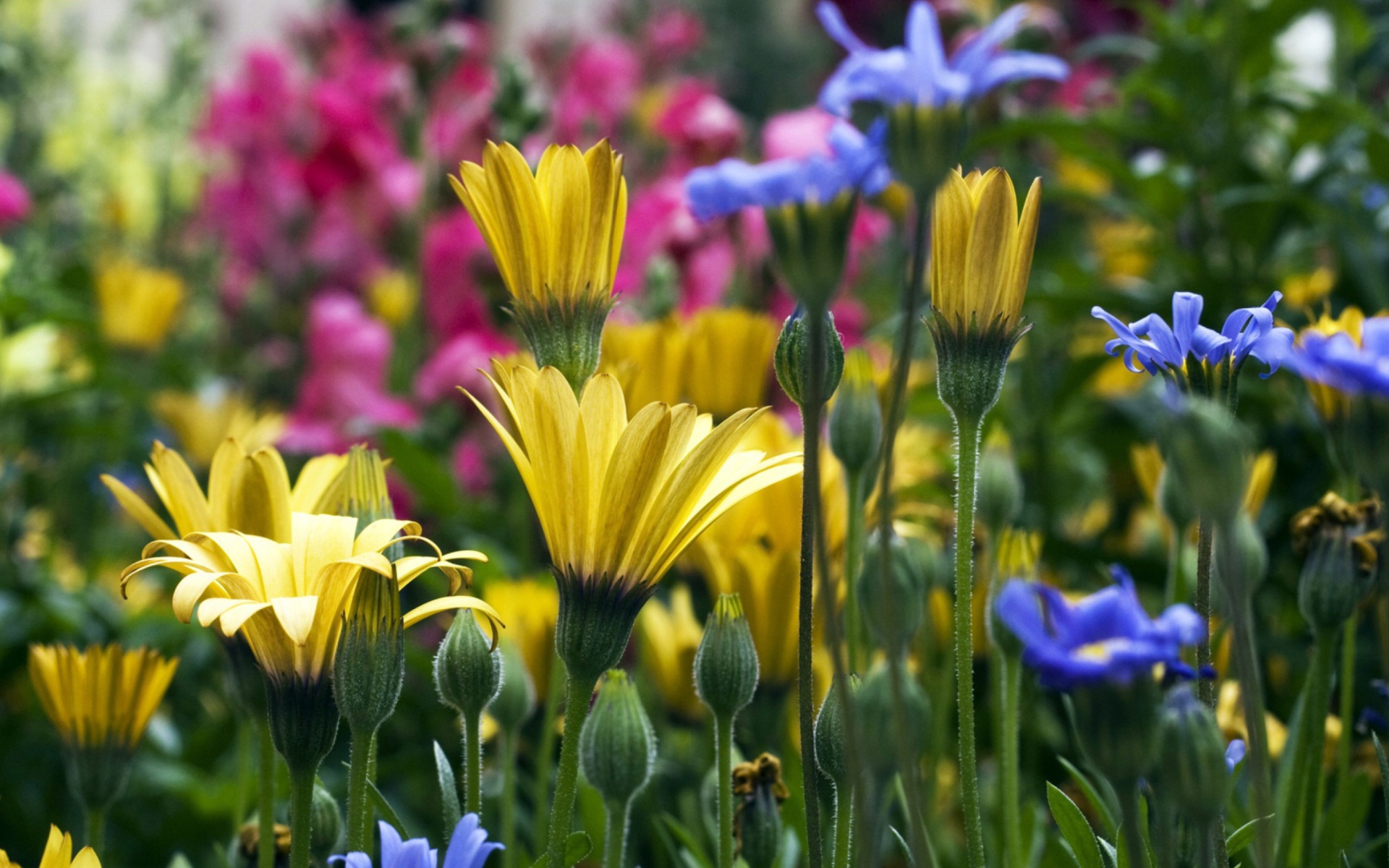 Vail Flowers screenshot #1 1920x1200