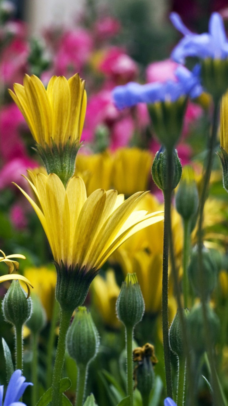 Vail Flowers wallpaper 750x1334