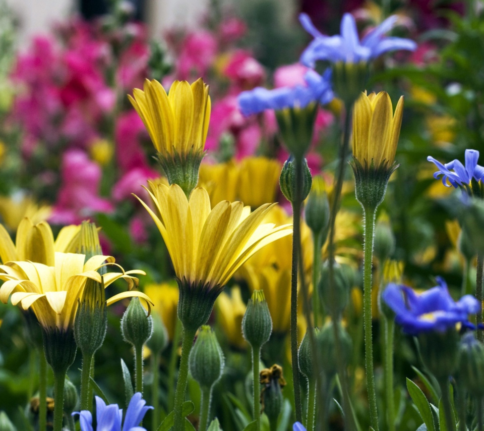 Vail Flowers screenshot #1 960x854