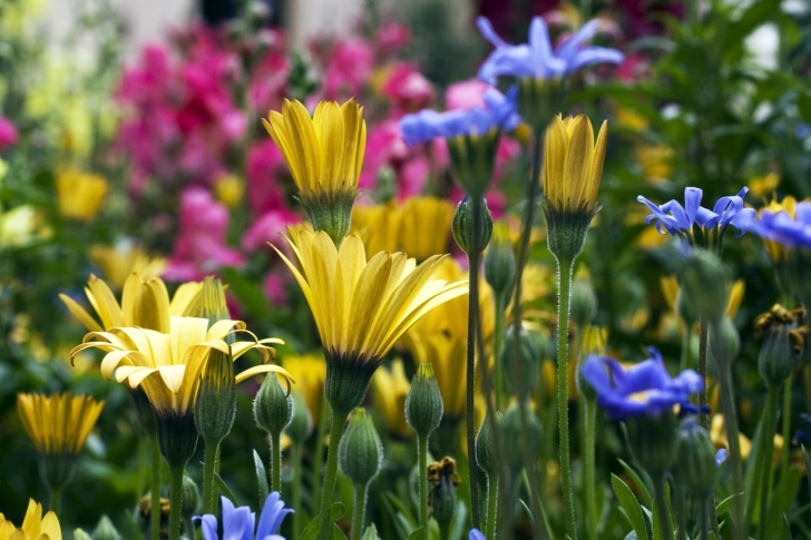 Fondo de pantalla Vail Flowers