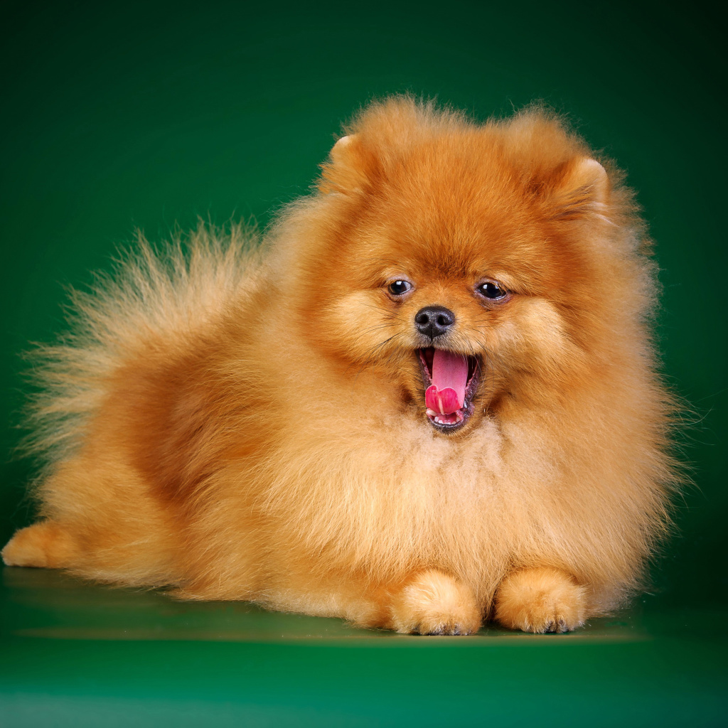 Spitz Dog wallpaper 1024x1024