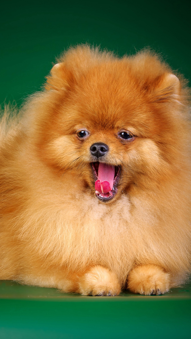 Spitz Dog wallpaper 640x1136