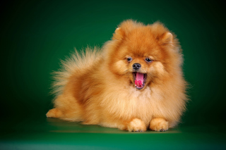 Spitz Dog Wallpaper for Android, iPhone and iPad