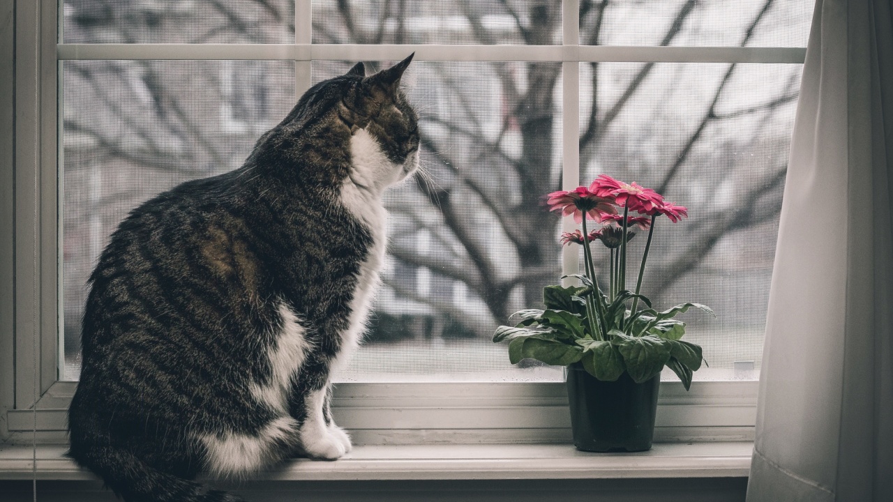 Cat on Window wallpaper 1280x720