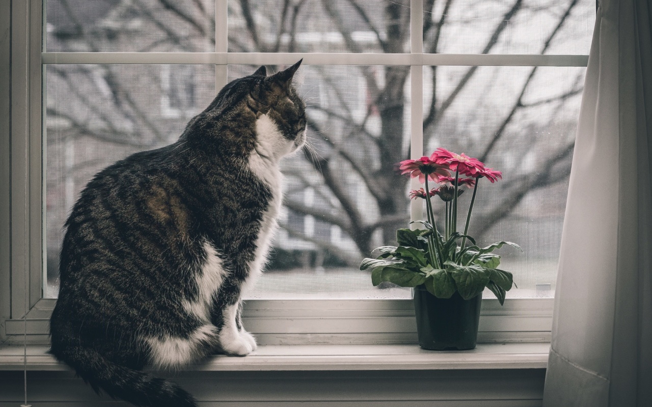 Обои Cat on Window 1280x800