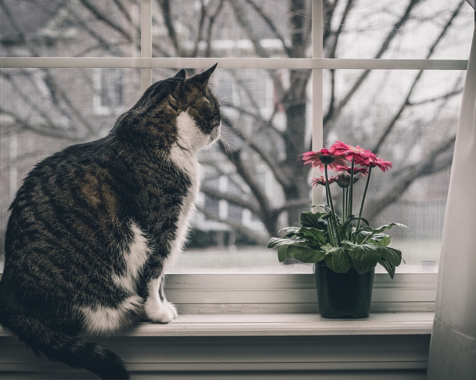 Обои Cat on Window 1600x1280