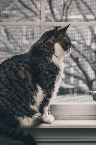 Cat on Window wallpaper 320x480