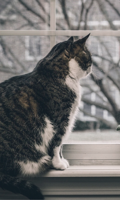 Cat on Window wallpaper 480x800