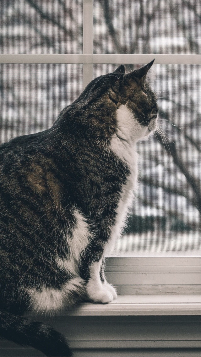 Обои Cat on Window 640x1136