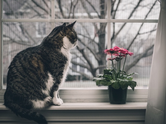 Cat on Window wallpaper 640x480