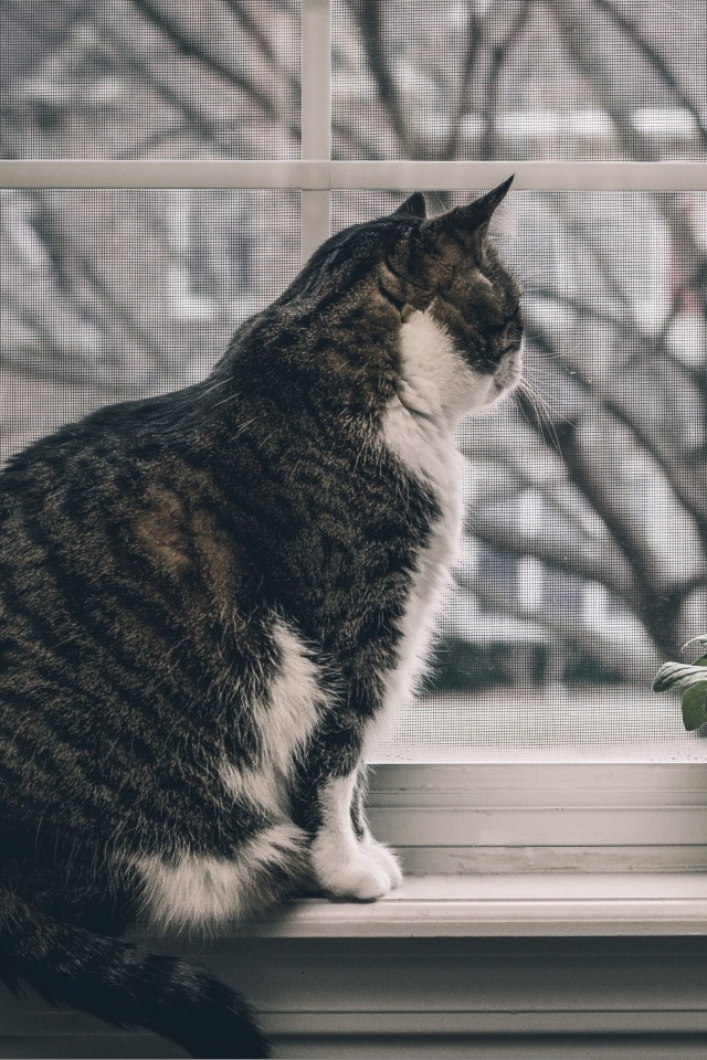 Das Cat on Window Wallpaper 640x960