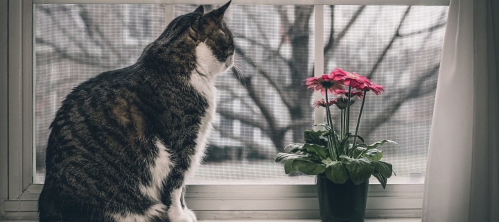 Cat on Window wallpaper 720x320