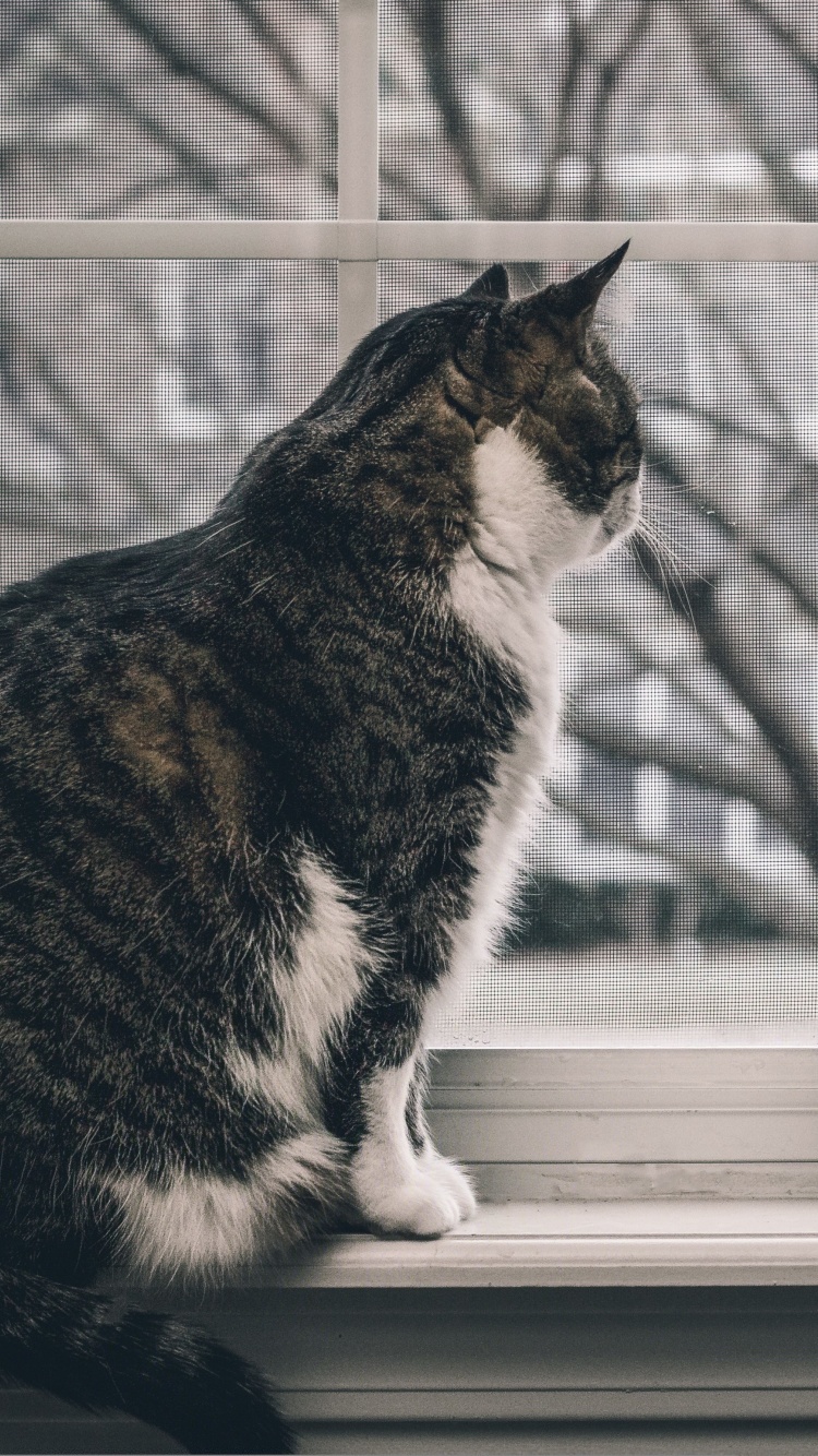 Cat on Window wallpaper 750x1334