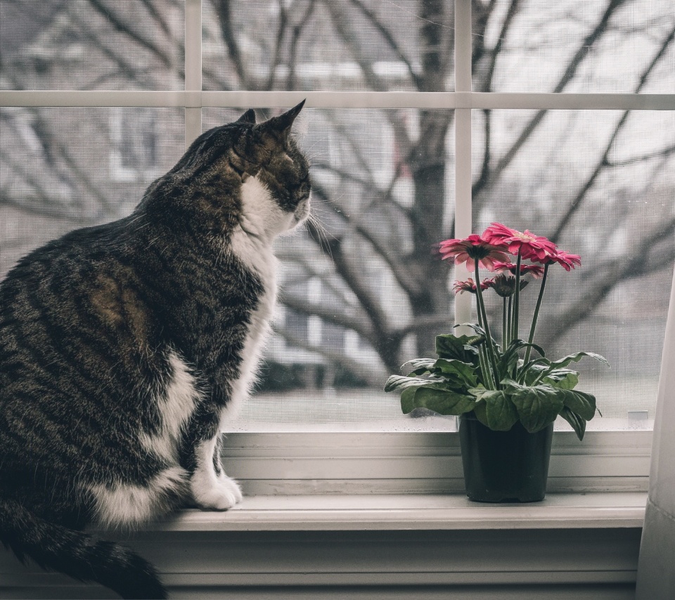 Cat on Window wallpaper 960x854