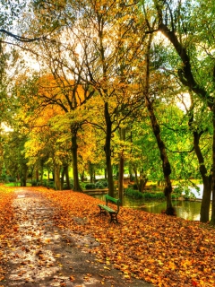 Sfondi Autumn In New York Central Park 240x320