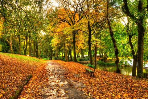 Das Autumn In New York Central Park Wallpaper 480x320