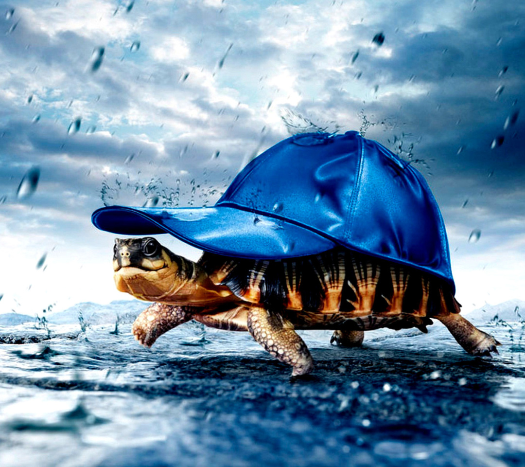 Das Funny Turtle Wallpaper 1080x960