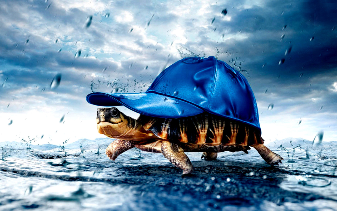 Das Funny Turtle Wallpaper 1280x800