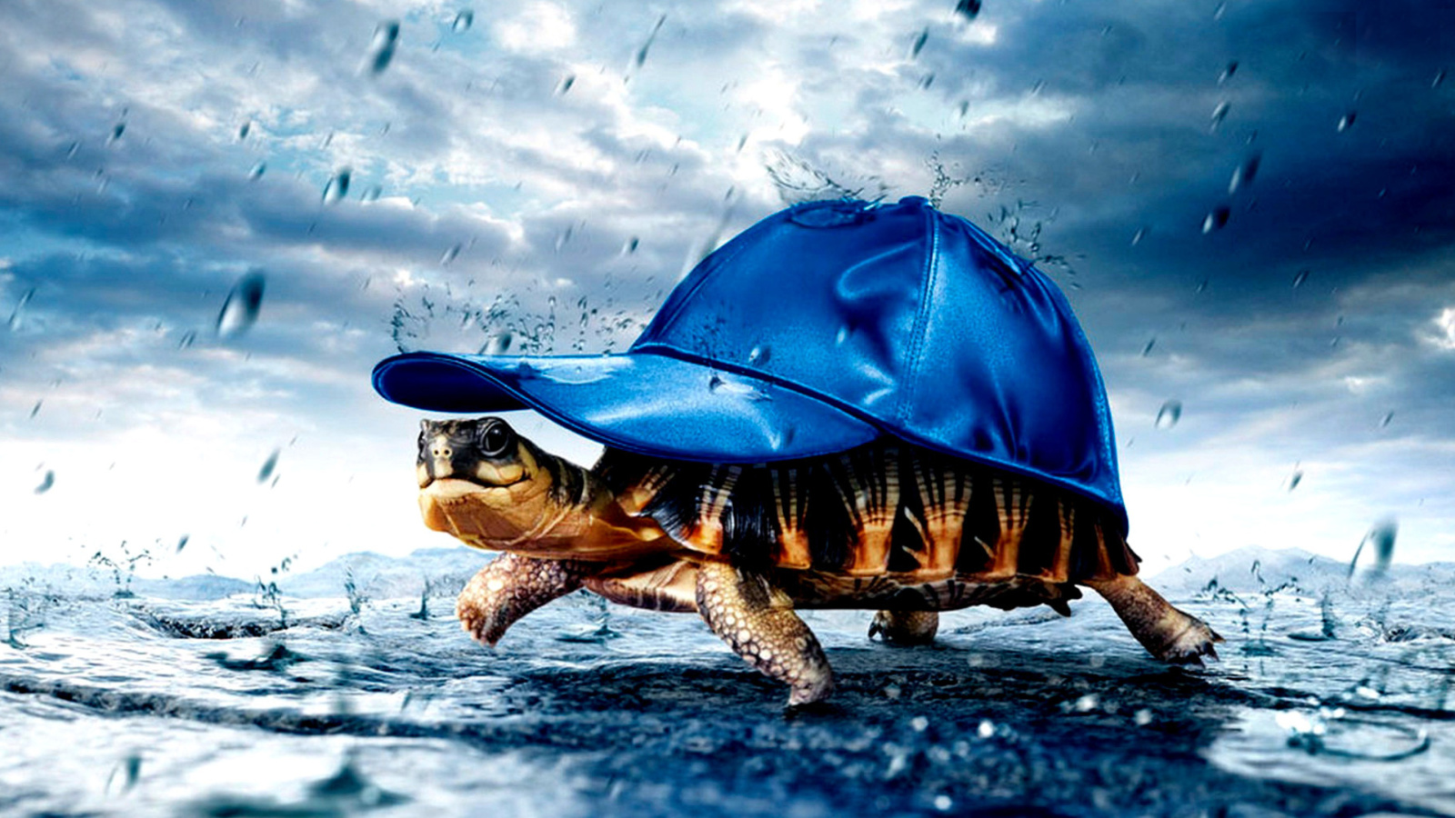 Обои Funny Turtle 1600x900