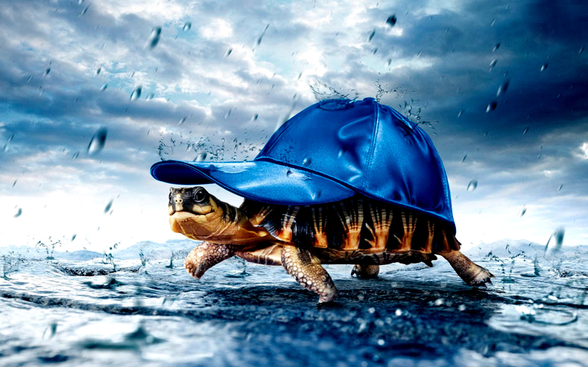 Das Funny Turtle Wallpaper 1920x1200