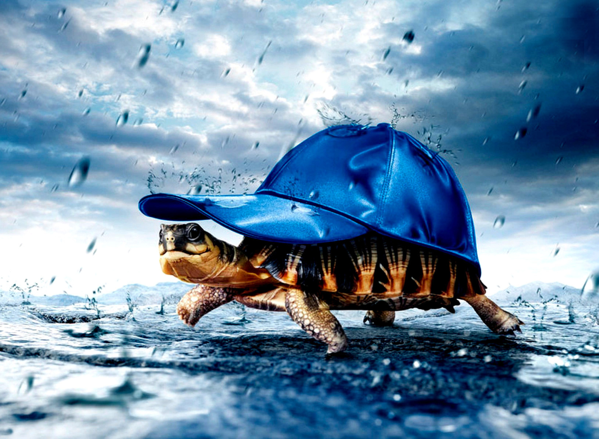 Обои Funny Turtle 1920x1408