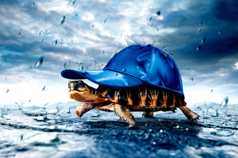 Funny Turtle wallpaper 480x320