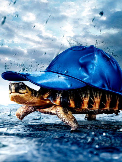 Funny Turtle wallpaper 480x640