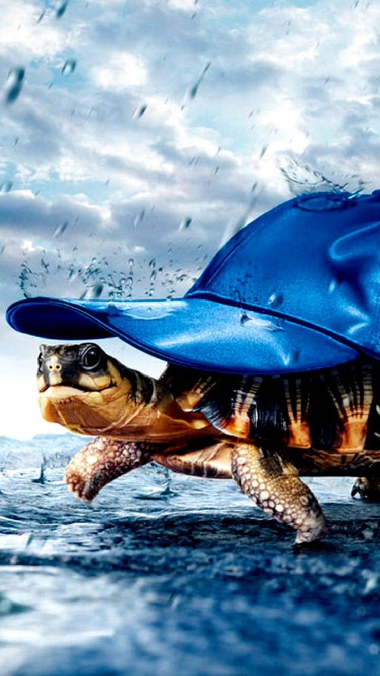 Funny Turtle wallpaper 750x1334