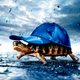 Funny Turtle - Obrázkek zdarma pro Samsung Breeze B209