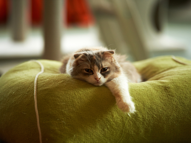 Lazy Fat Cat wallpaper 640x480