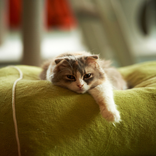 Lazy Fat Cat sfondi gratuiti per Nokia 6100