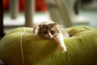 Lazy Fat Cat - Obrázkek zdarma pro HTC Wildfire