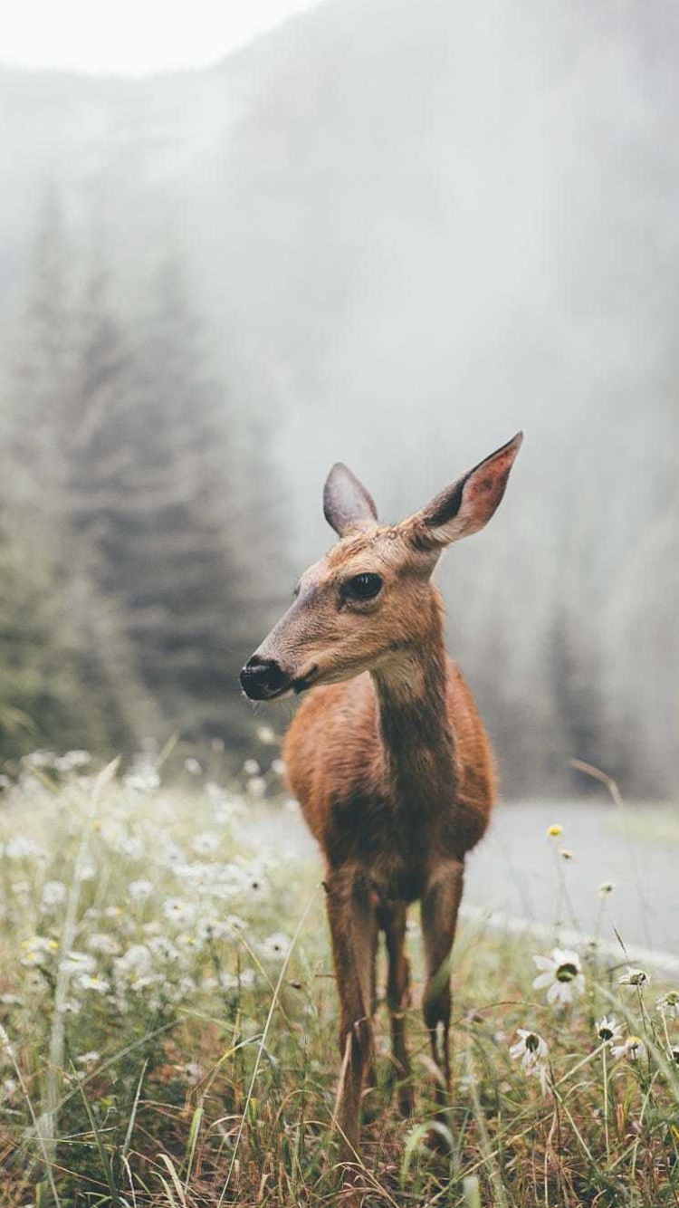 Das Deer doe Wallpaper 750x1334