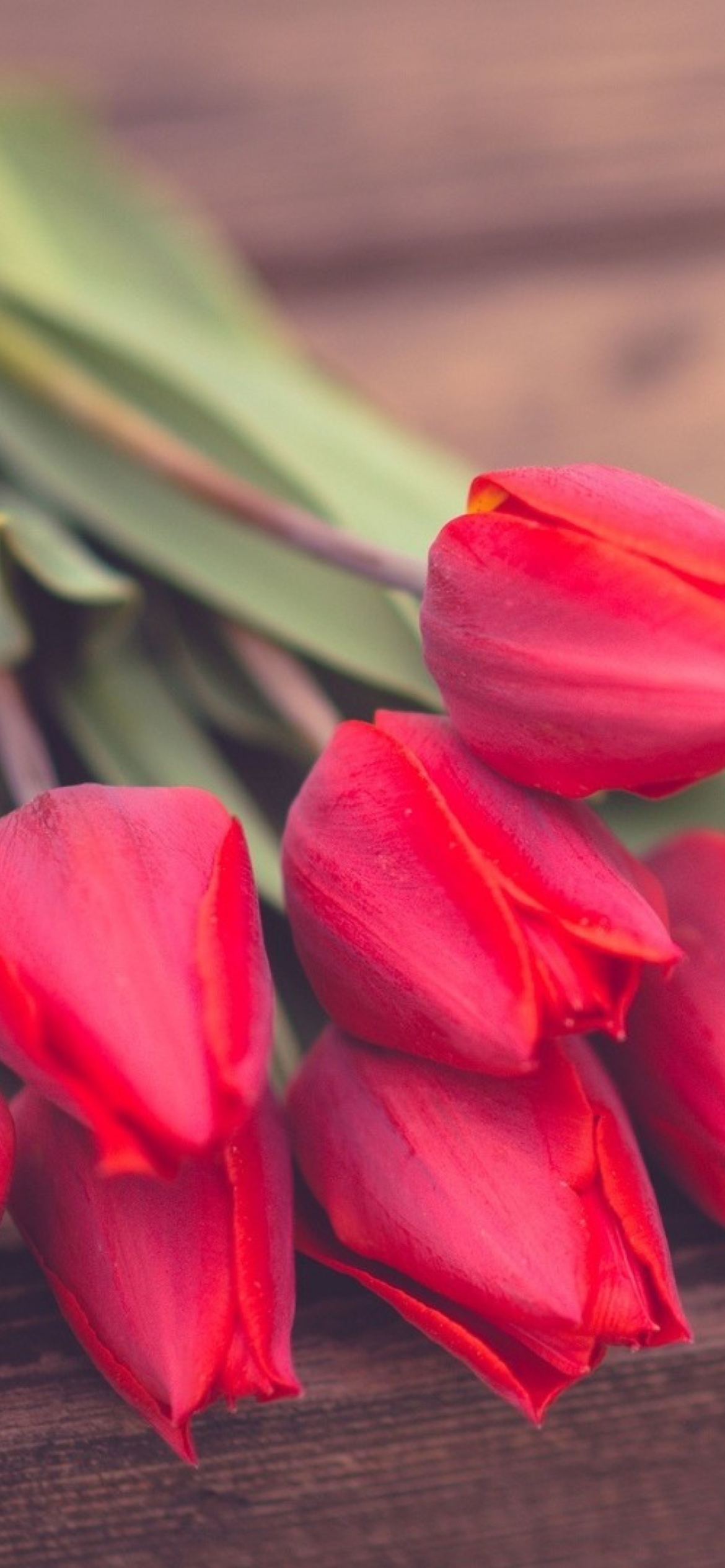 Fondo de pantalla Red Tulip Bouquet On Wooden Bench 1170x2532