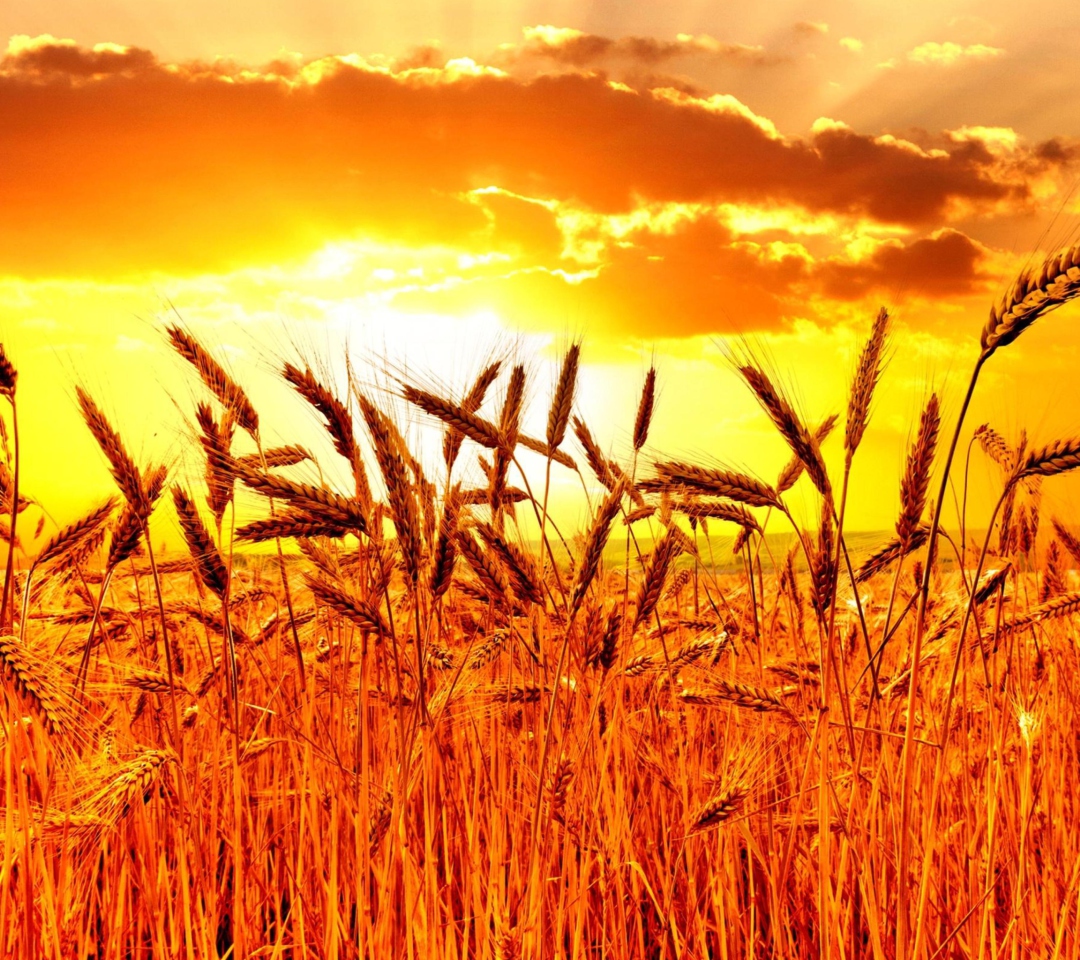 Golden Corn Field wallpaper 1080x960