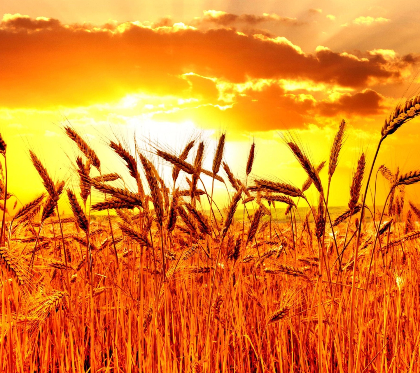 Fondo de pantalla Golden Corn Field 1440x1280