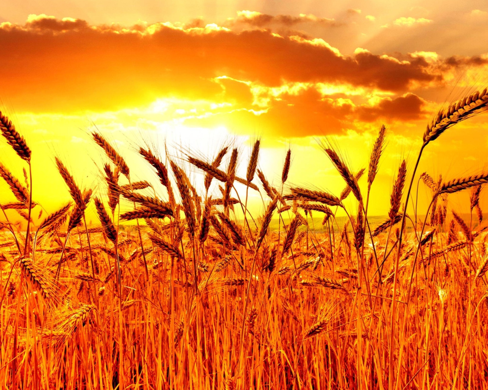 Golden Corn Field screenshot #1 1600x1280