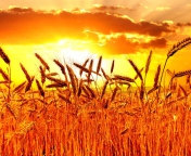 Golden Corn Field screenshot #1 176x144