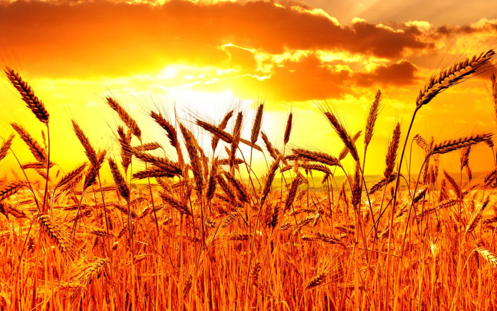 Golden Corn Field wallpaper 1920x1200