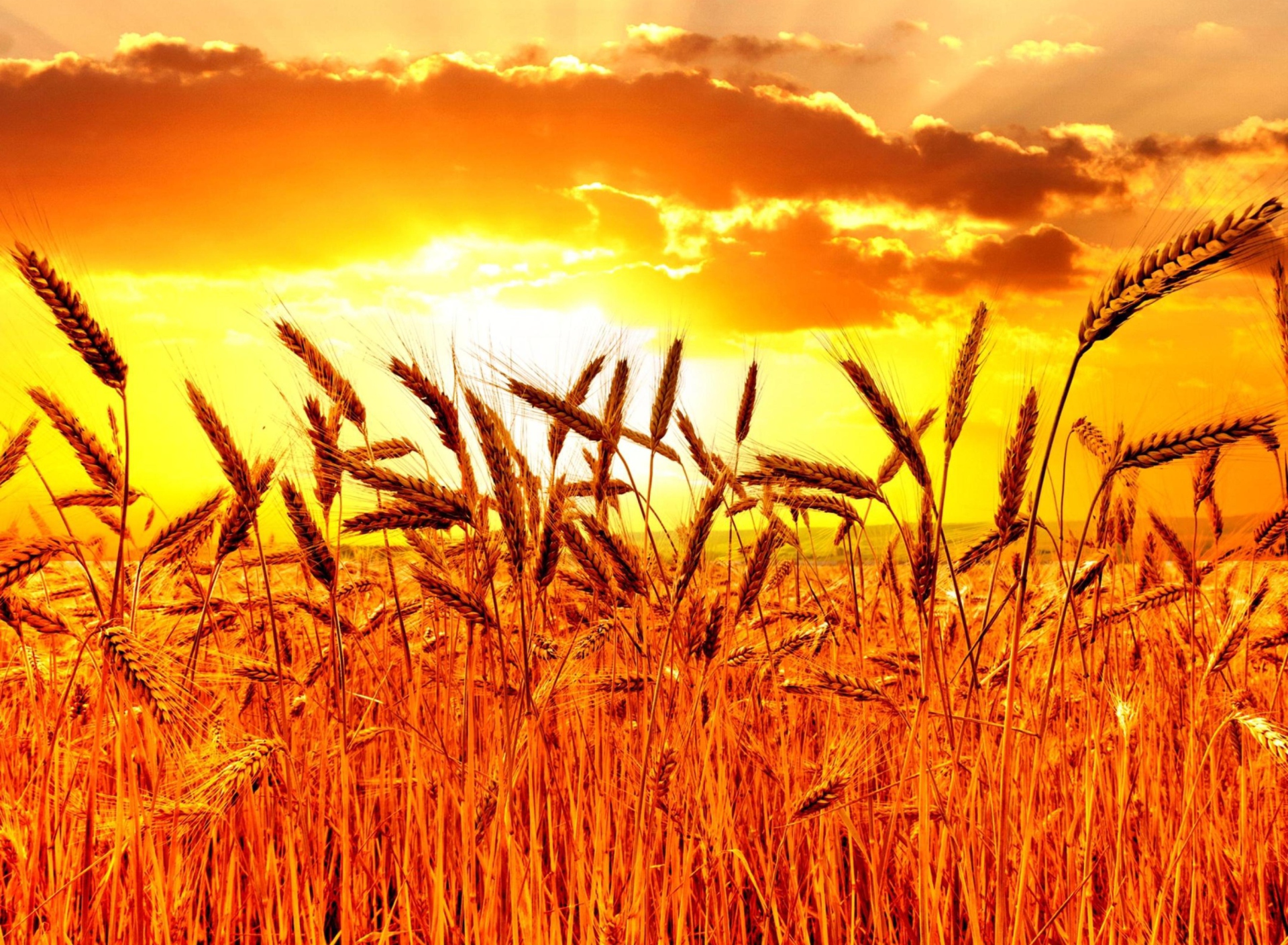 Golden Corn Field wallpaper 1920x1408