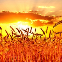 Golden Corn Field wallpaper 208x208